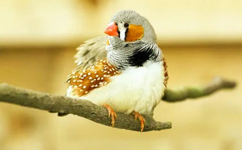 ���꼶�ϲ����ġ�������֪ʶ��