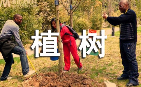 (优秀)植树看图写话