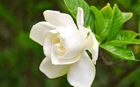 (精华)栀子花开作文40篇