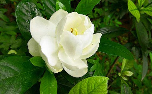 栀子花开作文