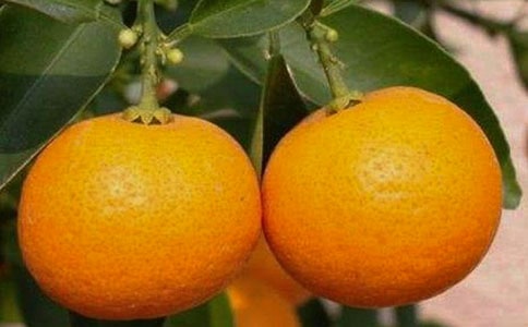 ��ժ��������