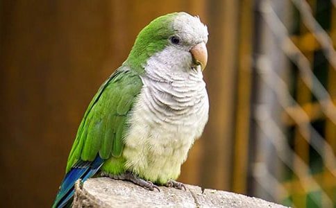 �ɰ���С�������ģ����㣩