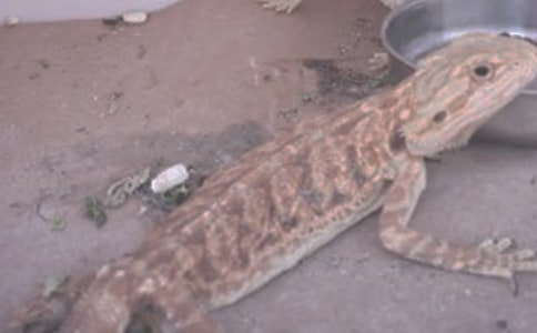 ���������Ы�ӡ���`�����