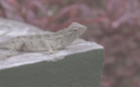 һ���������һ������ʫ��