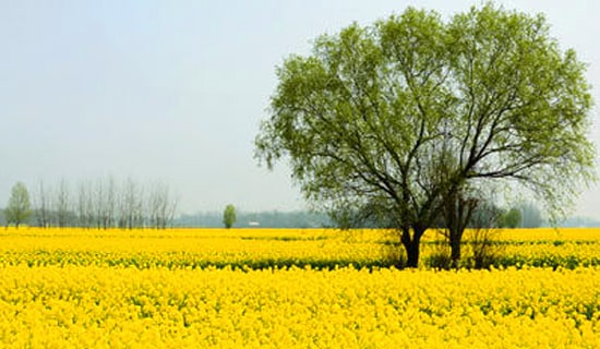 ȫ�Ҵ��ε�Ψ���İ�